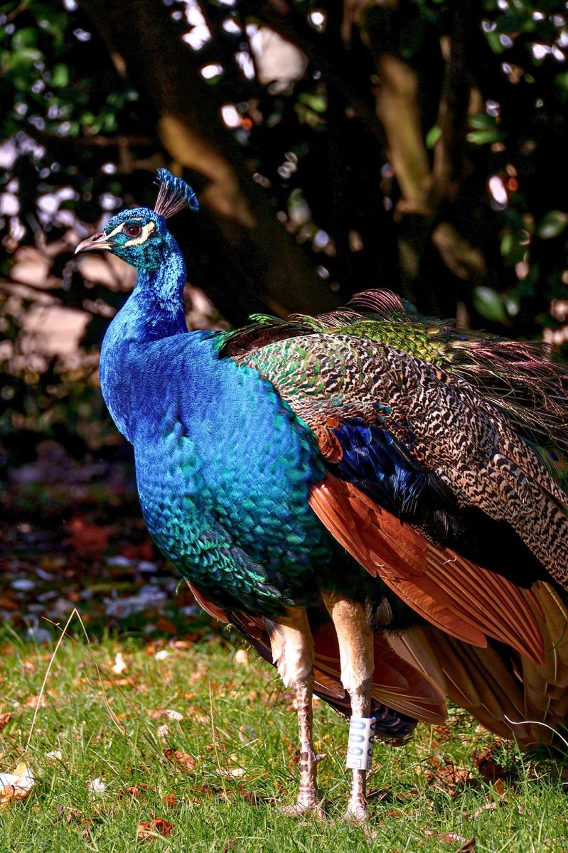 Crystal Palace Gardens
