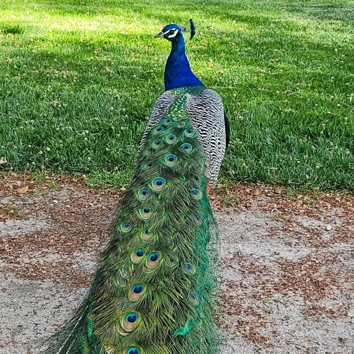 The Peacock Palacio do Cristal