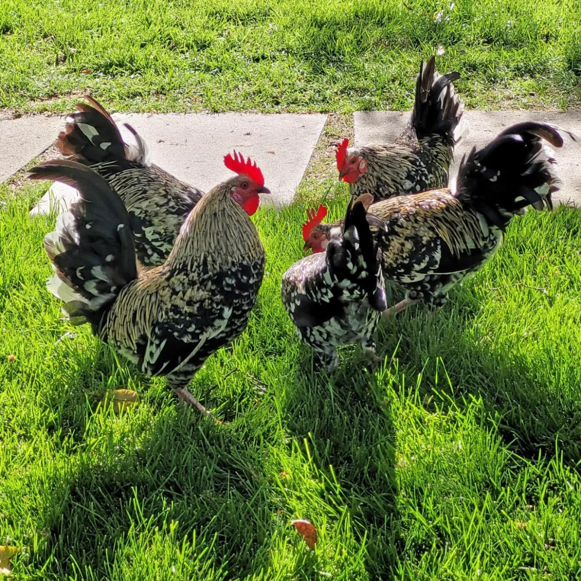 The Palacio do Cristal chickens